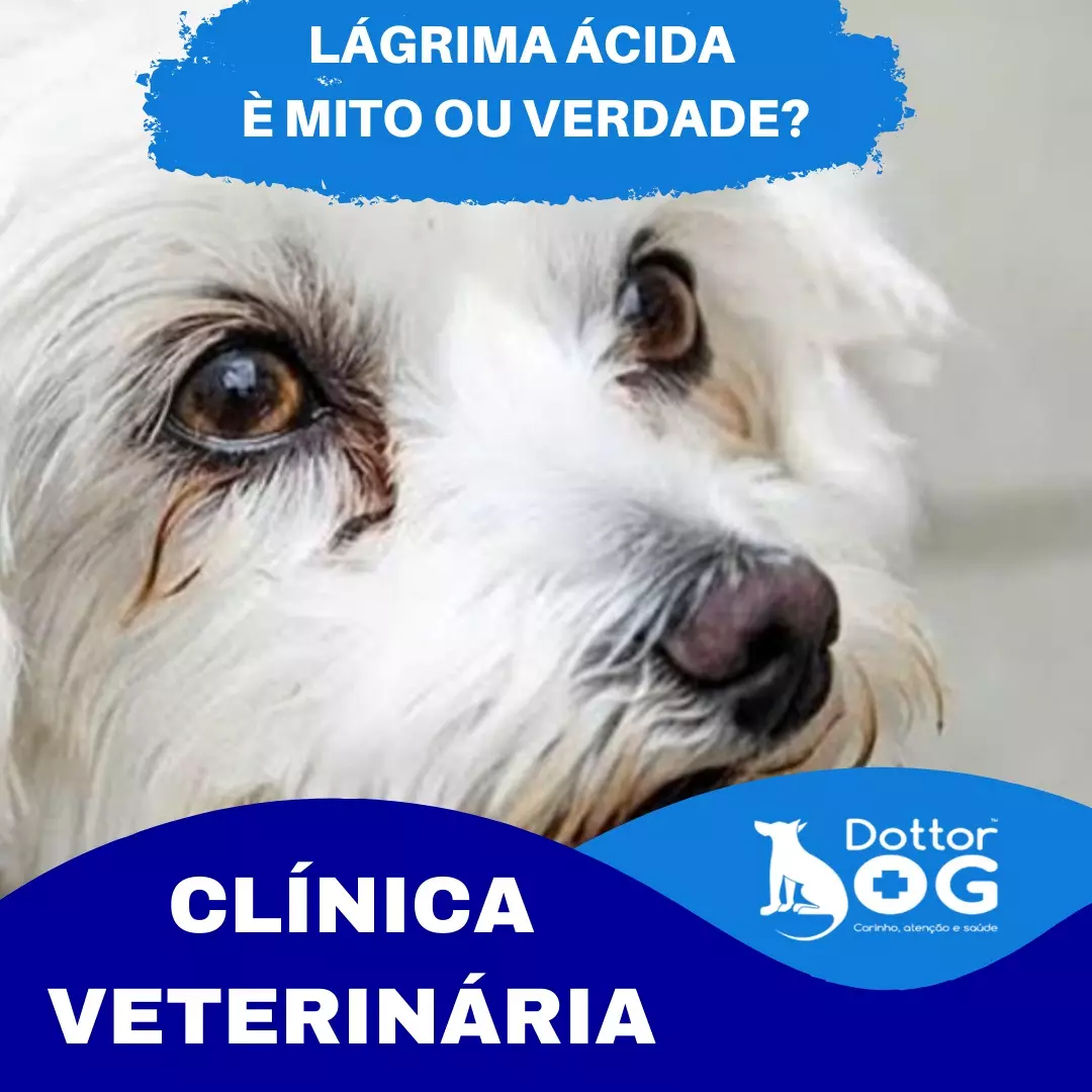 SERÁ UM MITO OU UMA VERDADE A LÁGRIMA ÁCIDA EM CÃES?